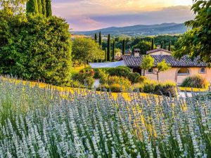 Lavender-Garden at Villa Rey Umbria